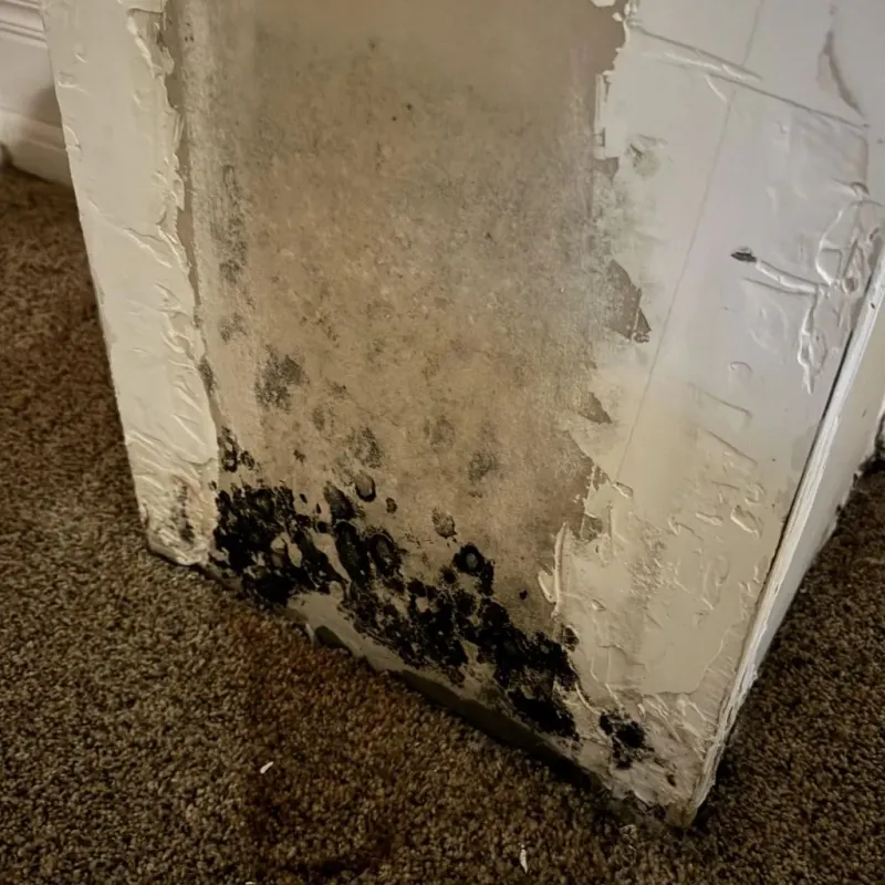 Professional Mold Removal in Shawnee, OK